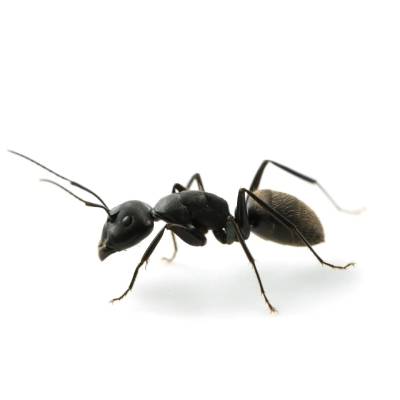 How to Keep Ants Out of Your Kitchen