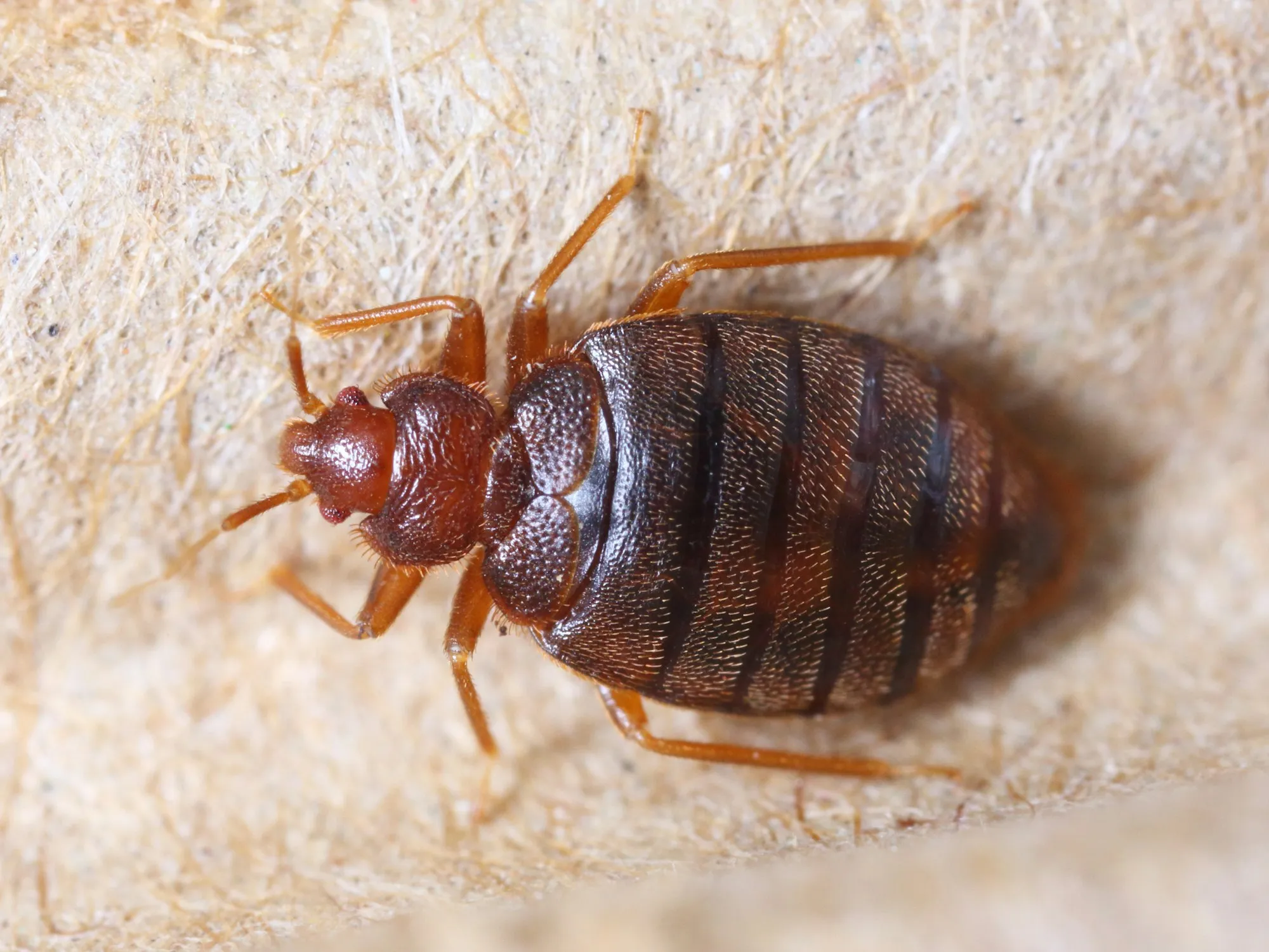 Bed Bugs & Rodents in the Northeast: Winter Pest Problems to Watch For