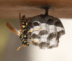 Wasps and Bees Around Your Home: When to Call a Pro