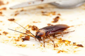 How to Get Rid of Cockroaches in Your Home
