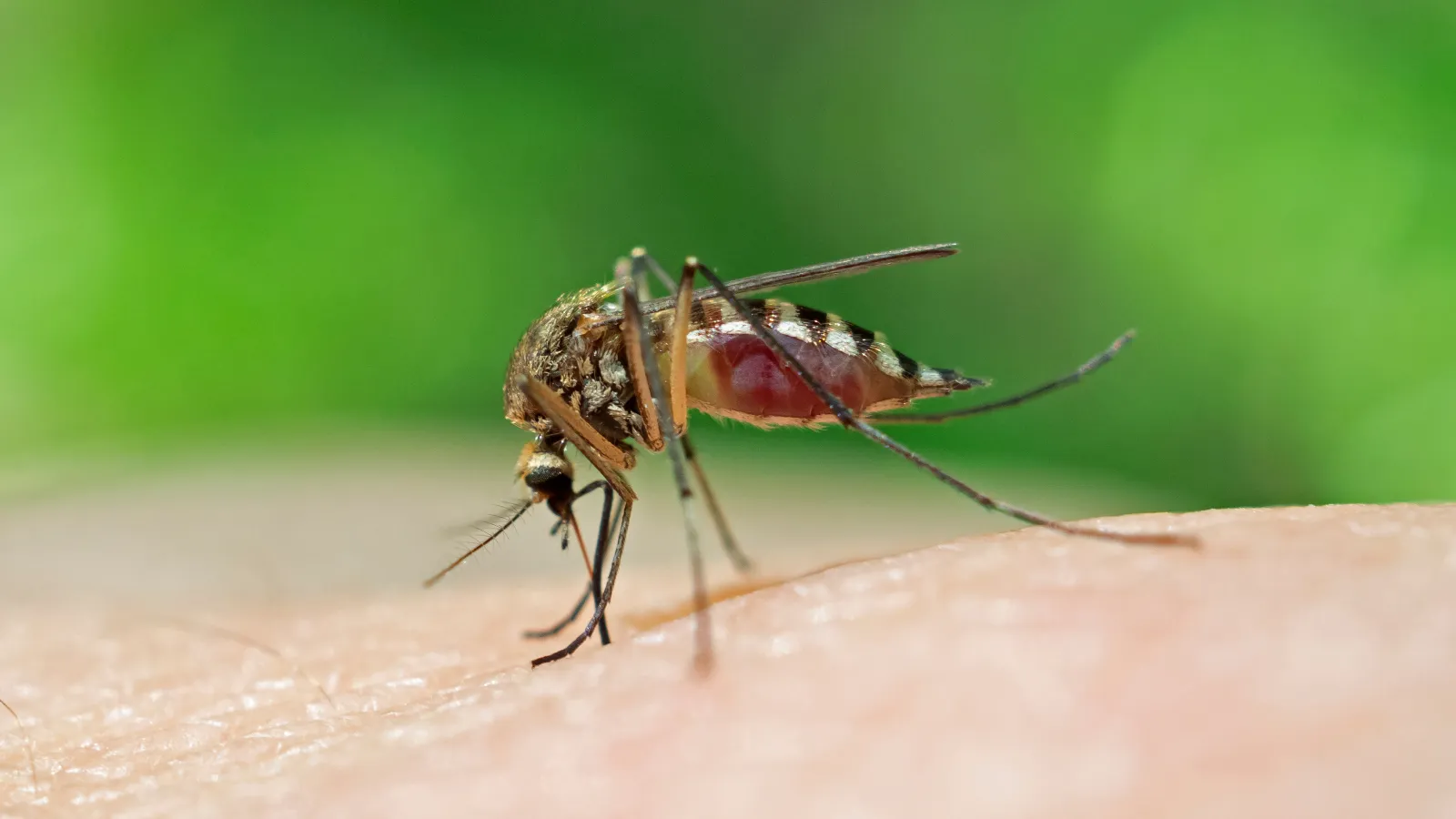 Simple Ways to Prevent Mosquitoes in Your Yard