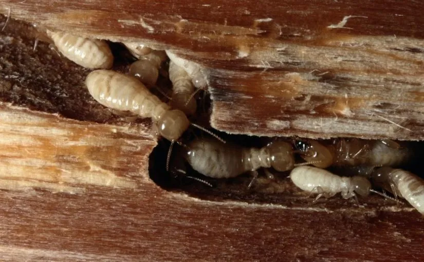 Termites in the South: Subterranean vs. Drywood