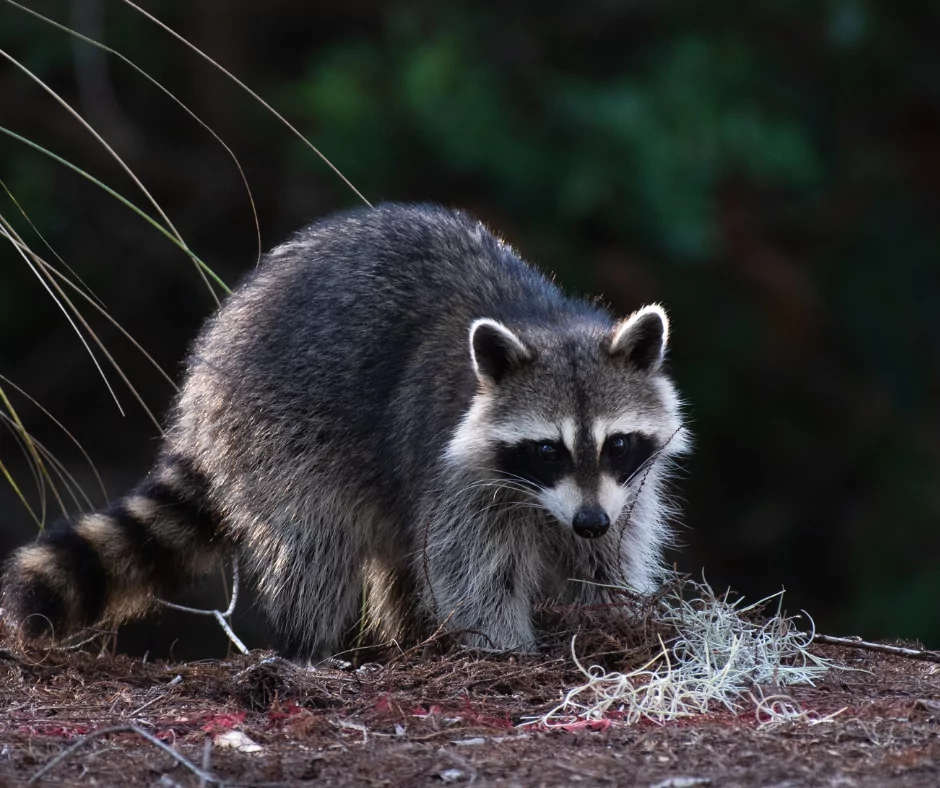 Wildlife Control